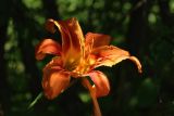 Hemerocallis fulva