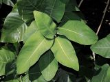 genus Magnolia
