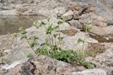 Potentilla geoides