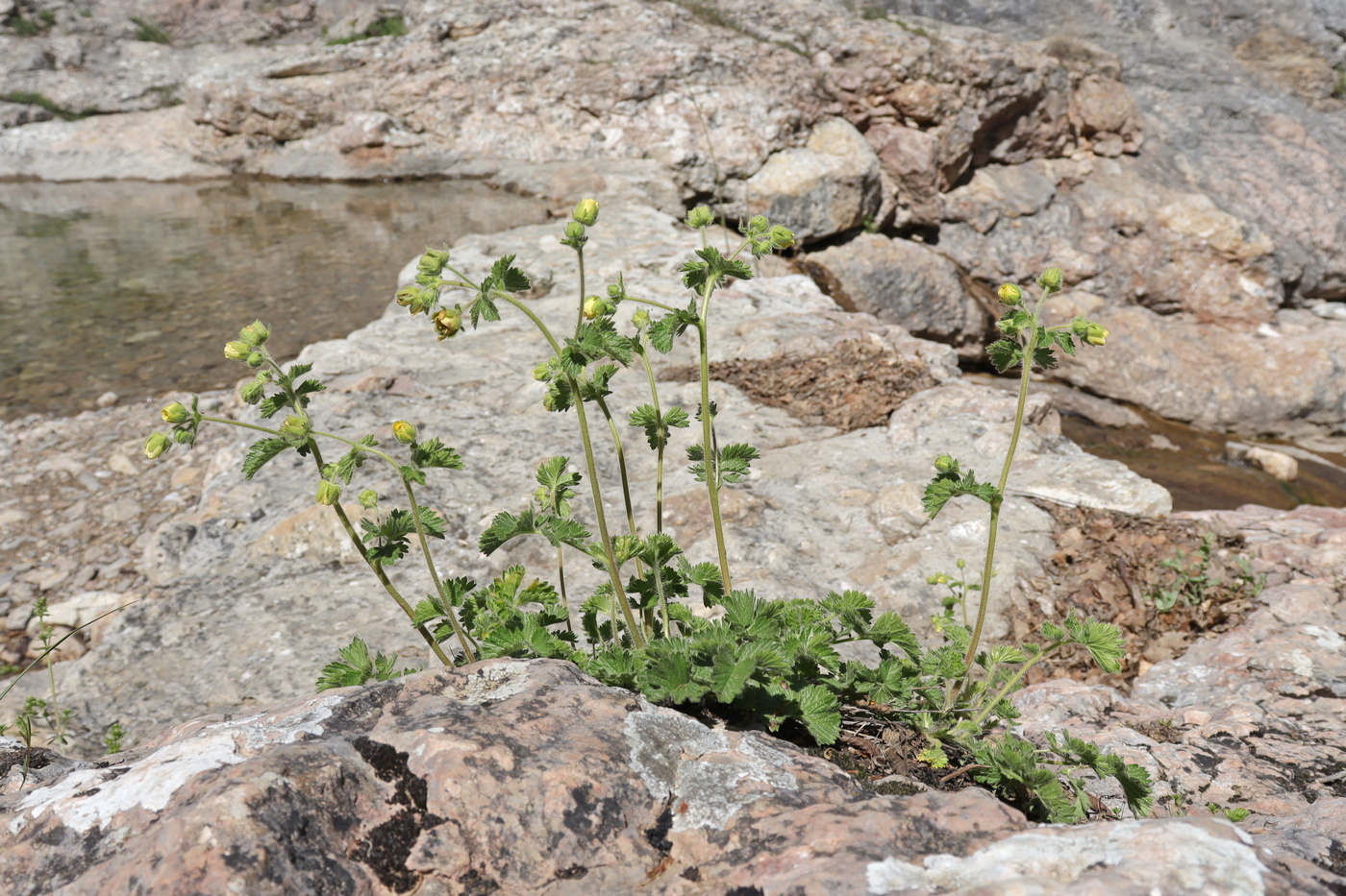 Image of Potentilla geoides specimen.