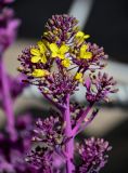 Brassica oleracea var. viridis