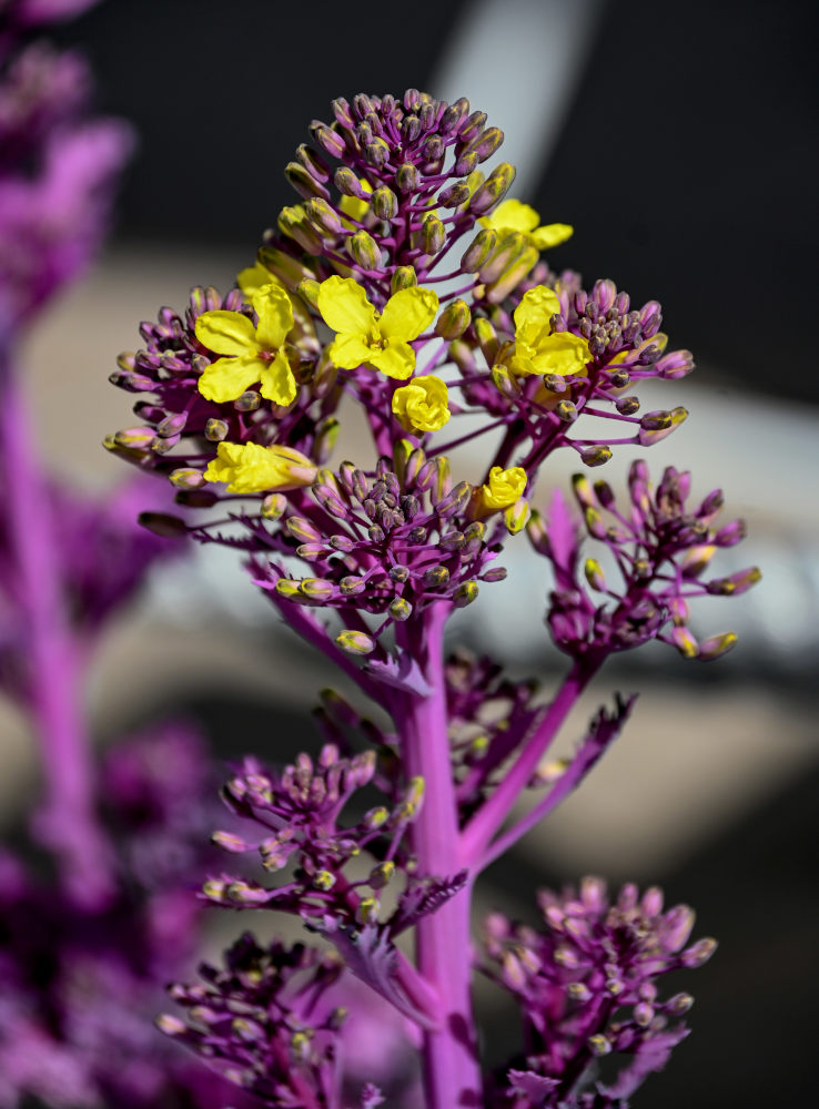 Image of Brassica oleracea var. viridis specimen.