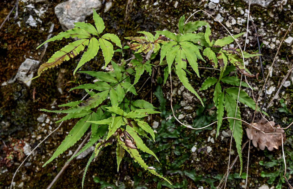 Image of Pteris cretica specimen.