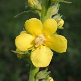 Verbascum phlomoides