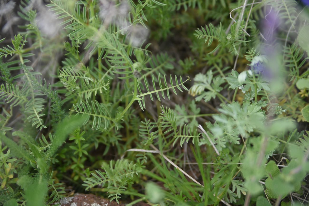 Image of genus Vicia specimen.