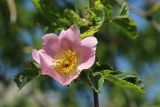род Rosa. Цветок и листья. Беларусь, Витебская обл., пос. Езерище, частная усадьба, в культуре. 08.06.2025.