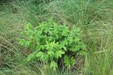 genus Agrimonia. Растение с развивающимися соцветиями. Краснодарский край, м/о г. Новороссийск, окр. Суджукской лагуны, в травостое. 15.06.2025.