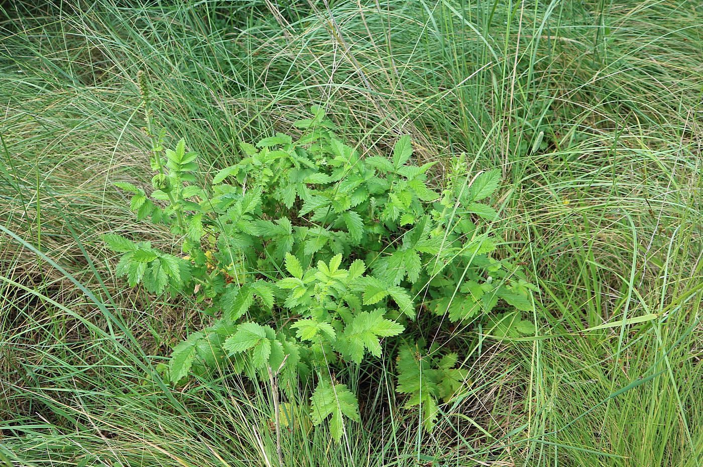 Изображение особи Agrimonia eupatoria.