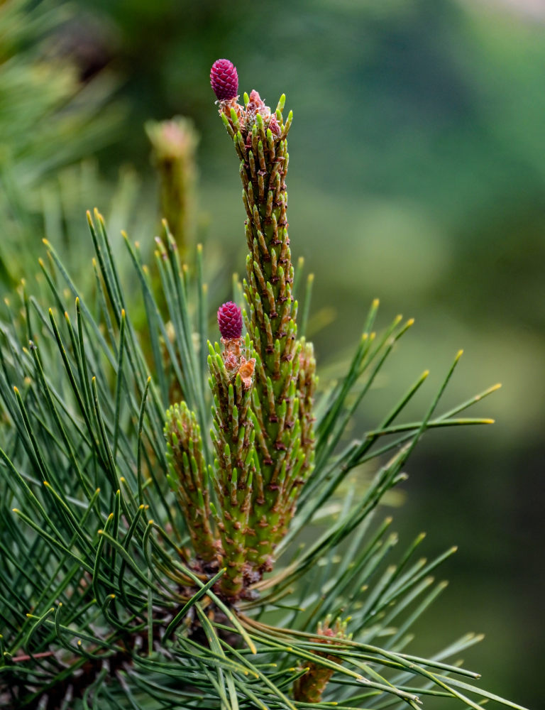 Image of Pinus taiwanensis specimen.