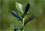 Vaccinium corymbosum. Листья на верхушке побега. Московская обл., Раменский р-н, окр. дер. Хрипань, садовый участок. 13.07.2025.