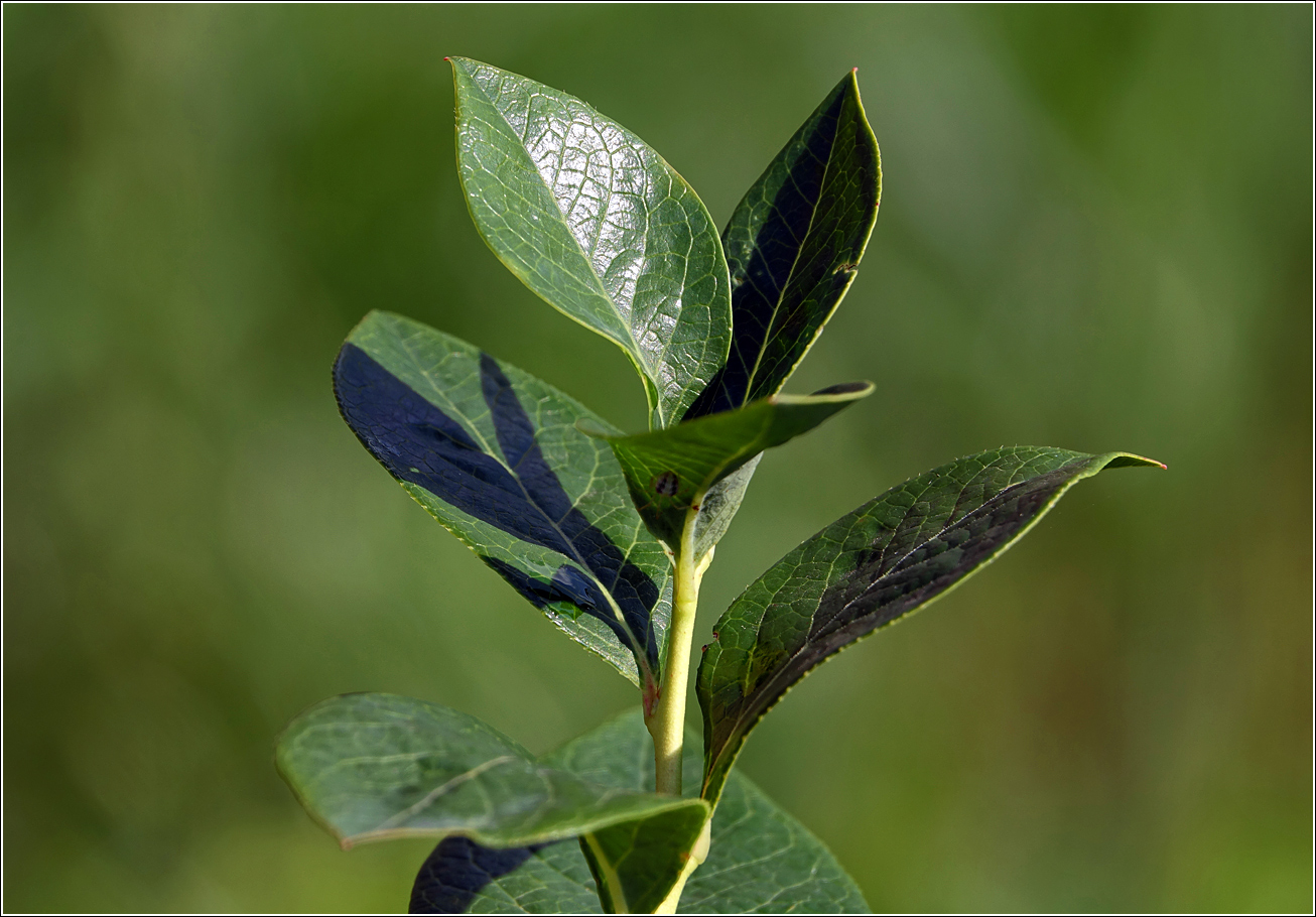 Image of Vaccinium corymbosum specimen.