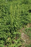 Rumex crispus. Цветущее и плодоносящее растение. Санкт-Петербург, Кировский р-н, край цветника. 20.07.2025.