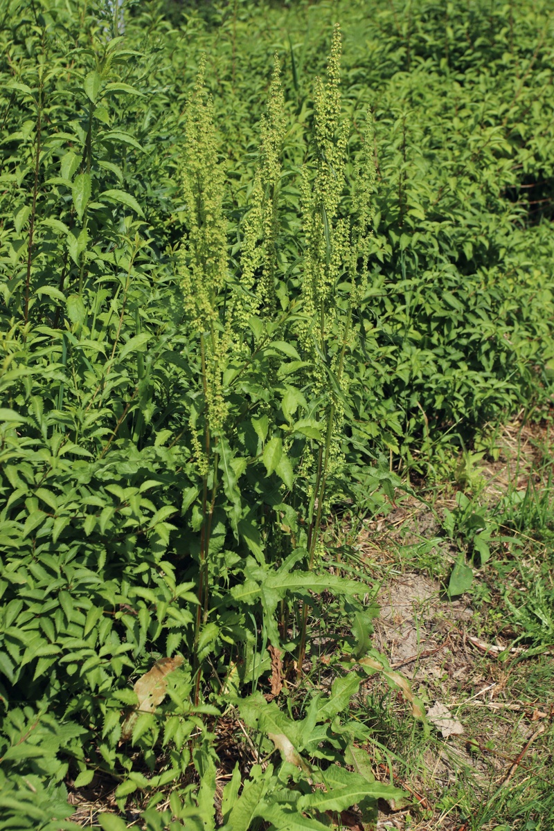 Image of Rumex crispus specimen.
