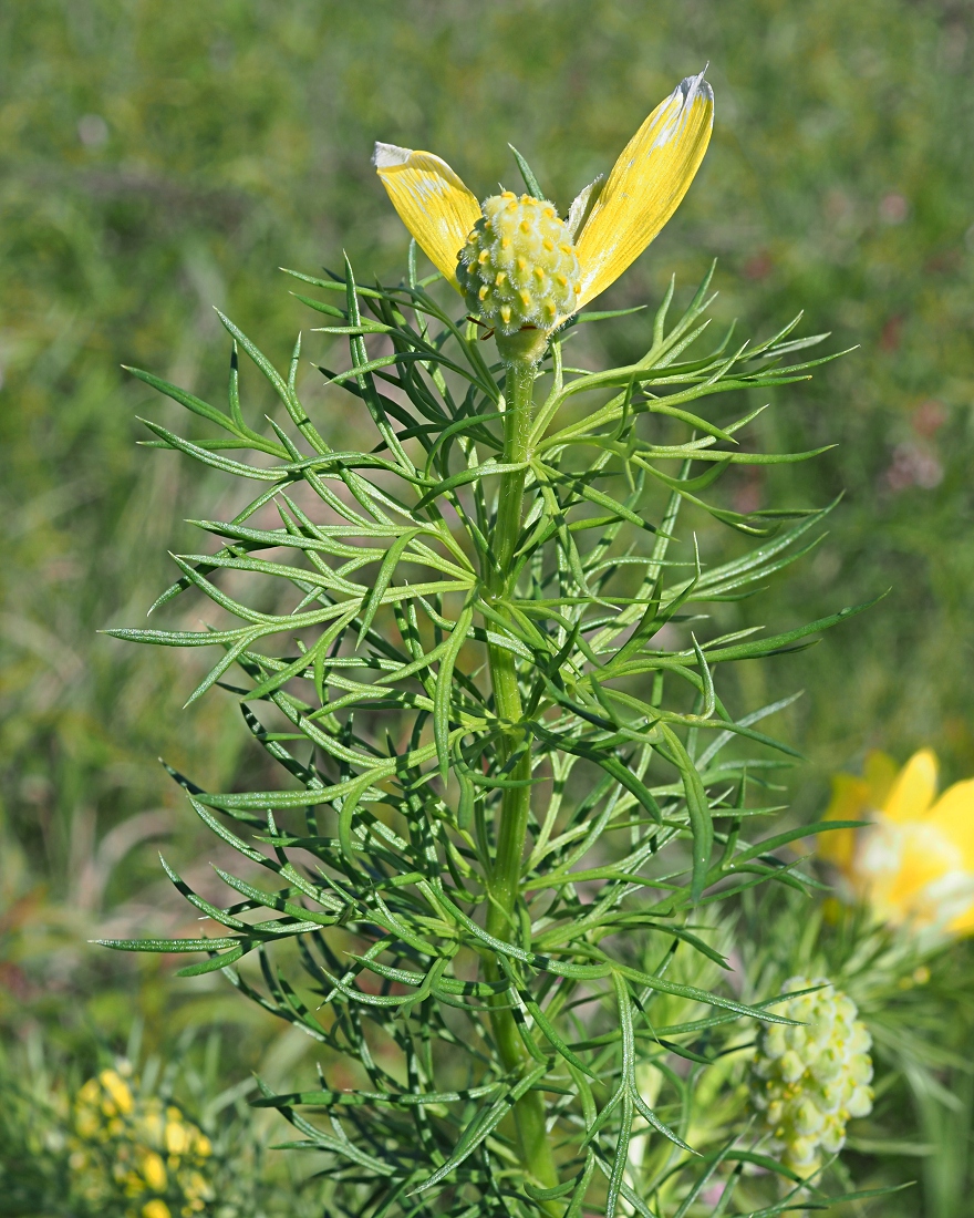 Изображение особи Adonis vernalis.