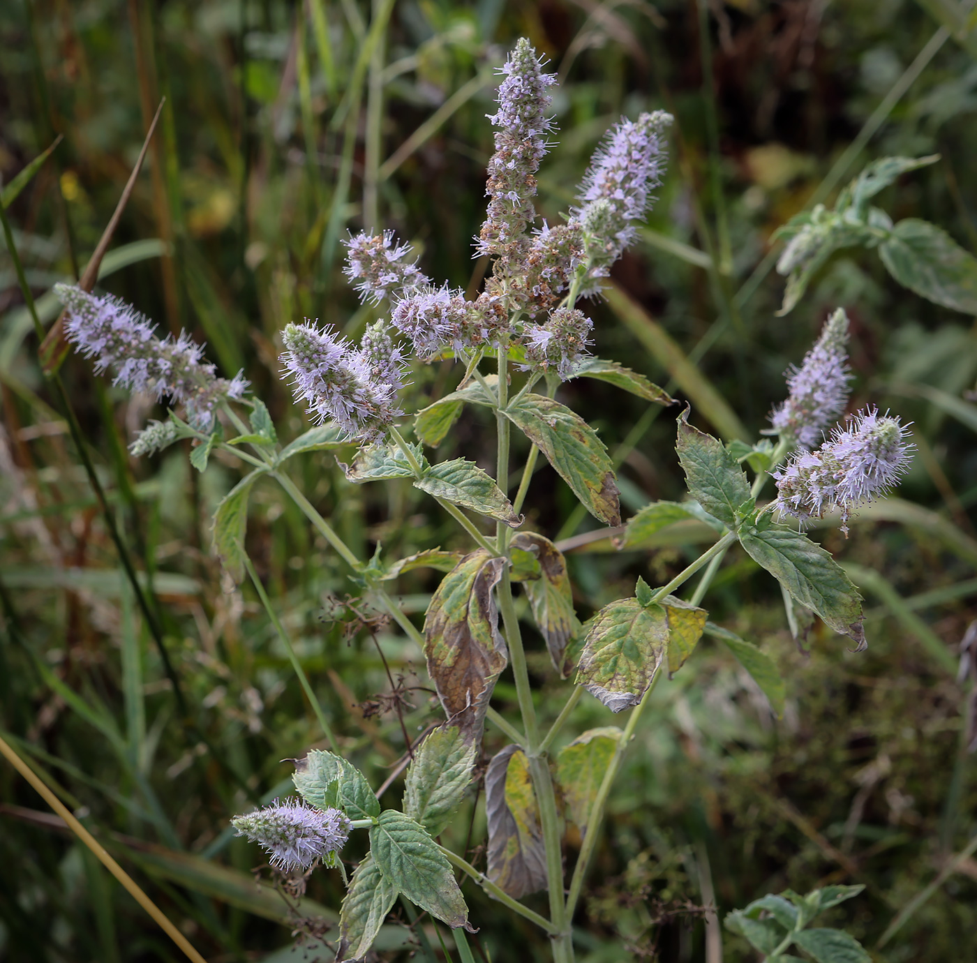 Изображение особи Mentha longifolia.