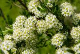род Spiraea. Часть соцветия с сидящим муравьём и листья. Башкортостан, Кугарчинский р-н, окр. дер. Мурадымово, природный парк \"Мурадымовское ущелье\", разнотравный луг. 30 мая 2024 г.