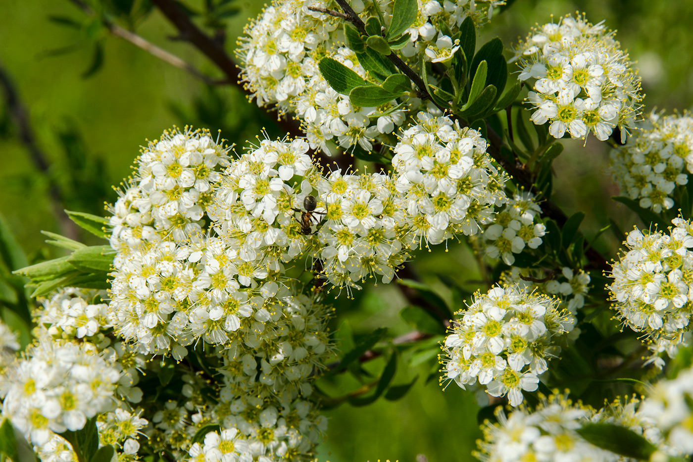 Изображение особи род Spiraea.