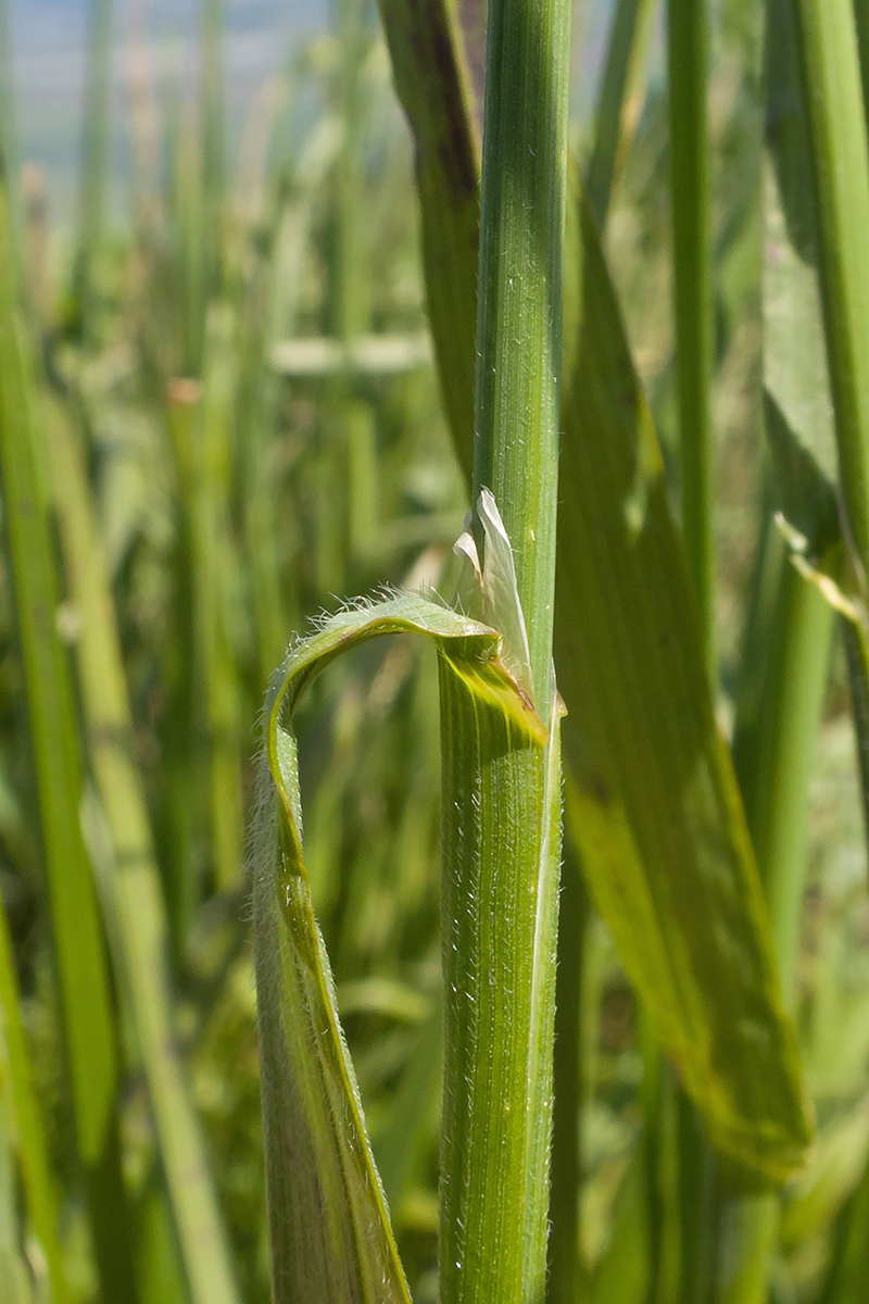 Изображение особи Helictotrichon pubescens.