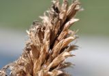 Agastache rugosa. Часть отцветшего соцветия. Приморский край, окр. пос. Дунай, безымянная бухта, каменистый берег моря. 04.10.2025.