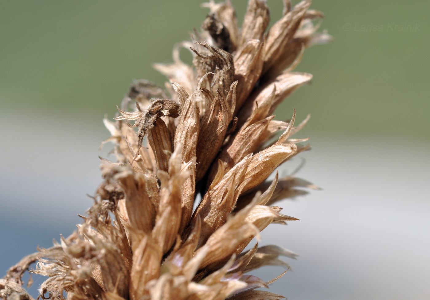 Image of Agastache rugosa specimen.