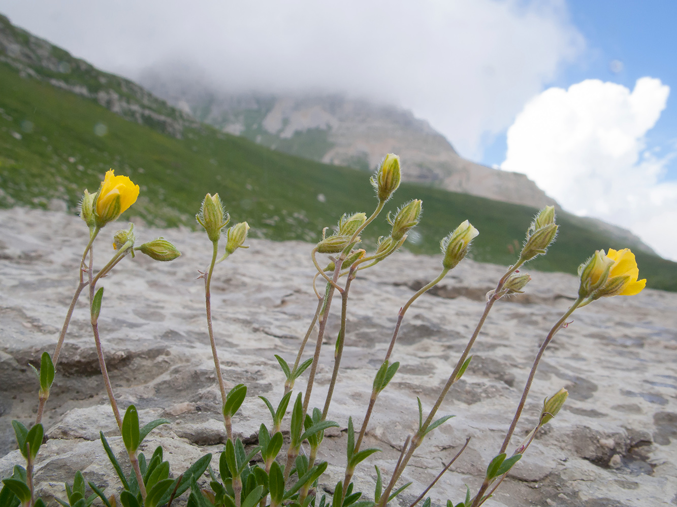 Изображение особи Helianthemum buschii.
