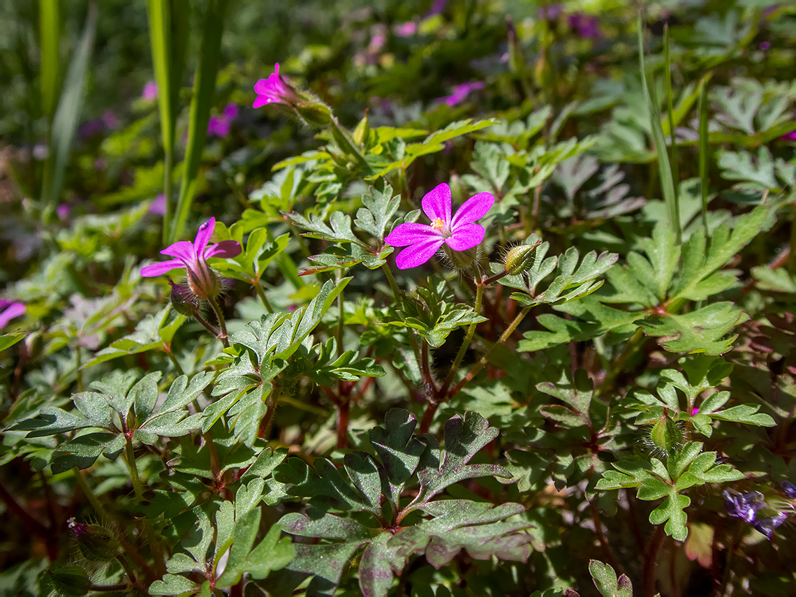 Изображение особи Geranium purpureum.
