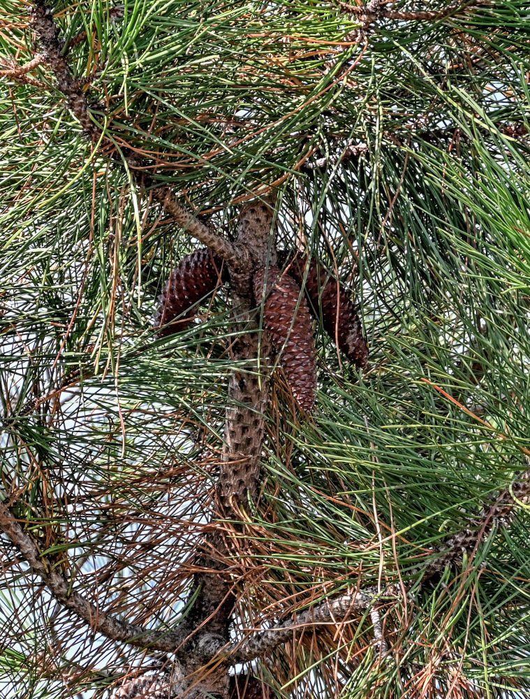 Изображение особи Pinus pinaster.