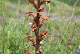 genus Orobanche. Часть побега. Чечня, Шаройский р-н, 1,5 км от ур. Хиндушты, верхняя часть отходящего от ур. Хиндушты в сторону р. Хашелдойахк отрога, выс. 1800 м н.у.м., луг. 3 июля 2024 г.