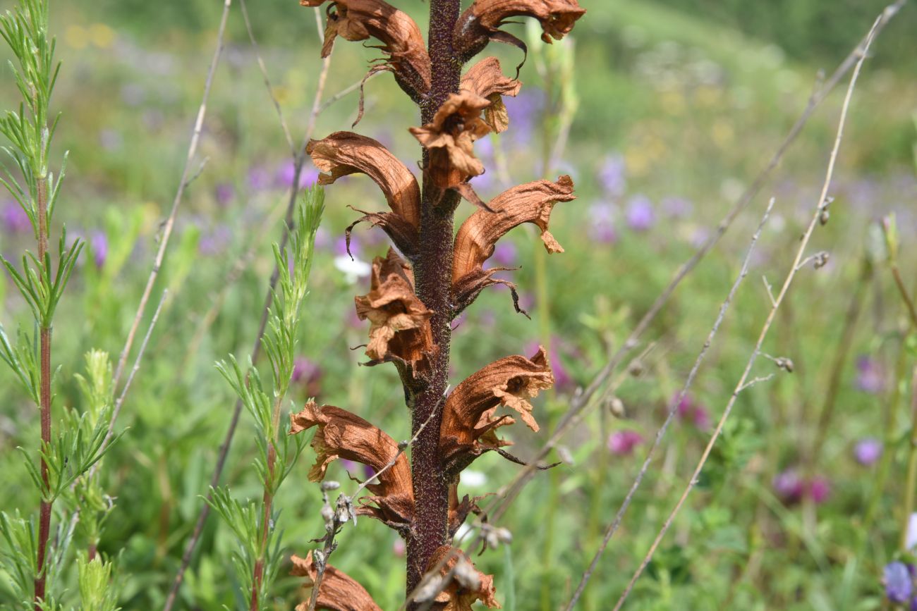 Image of genus Orobanche specimen.