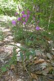 Cephalanthera rubra