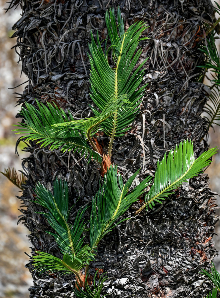 Изображение особи Cycas revoluta.