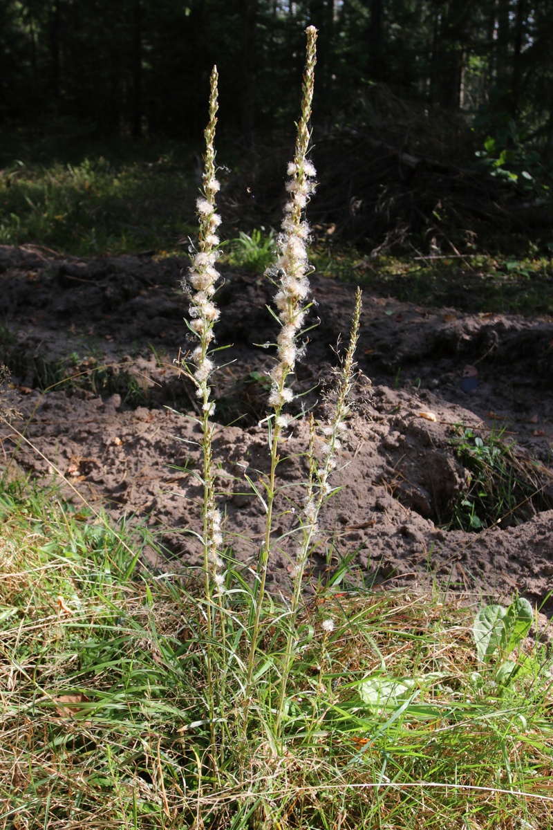Image of Omalotheca sylvatica specimen.
