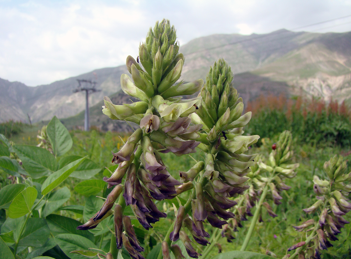Изображение особи Astragalus acormosus.