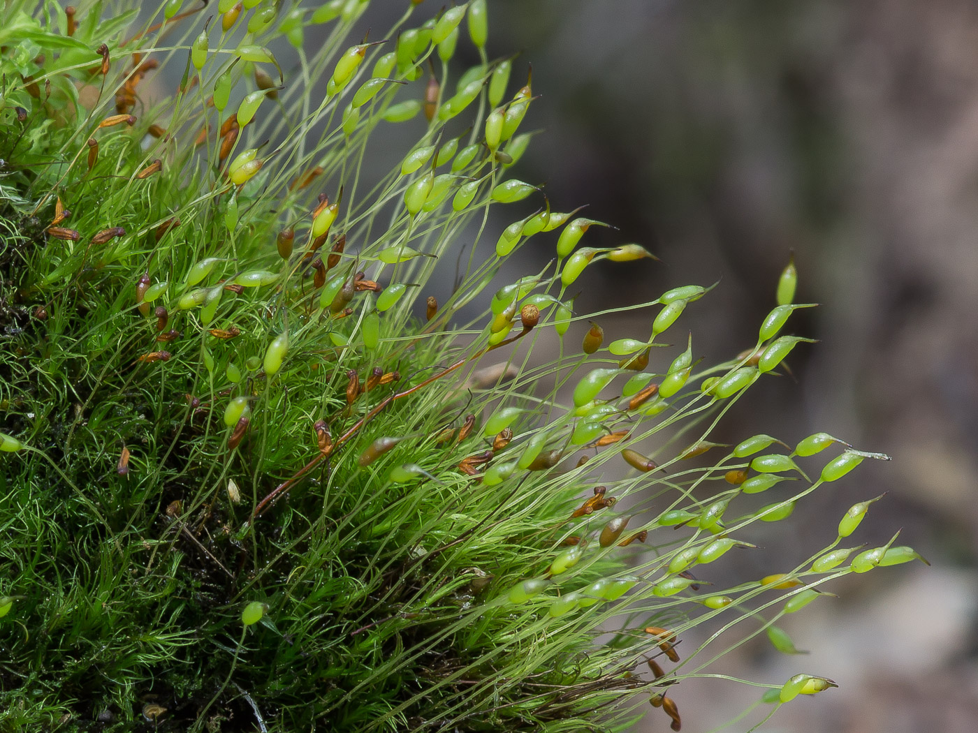 Image of Dicranella heteromalla specimen.