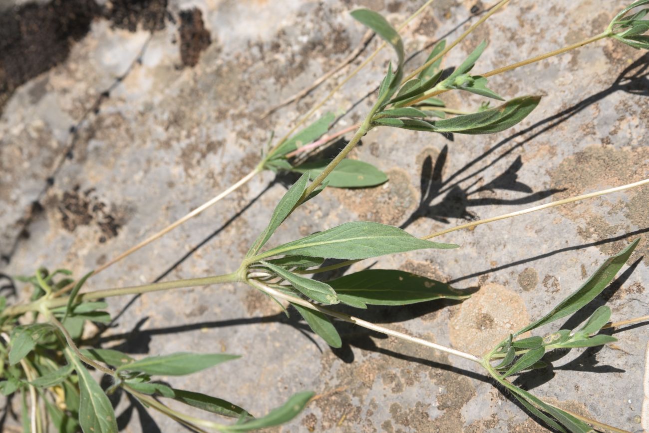 Image of Unknown species specimen.