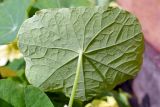 Tropaeolum majus. Лист (вид на абаксиальную поверхность). Свердловская обл., окр. г. Североуральск, дачный участок. 30.07.2022.