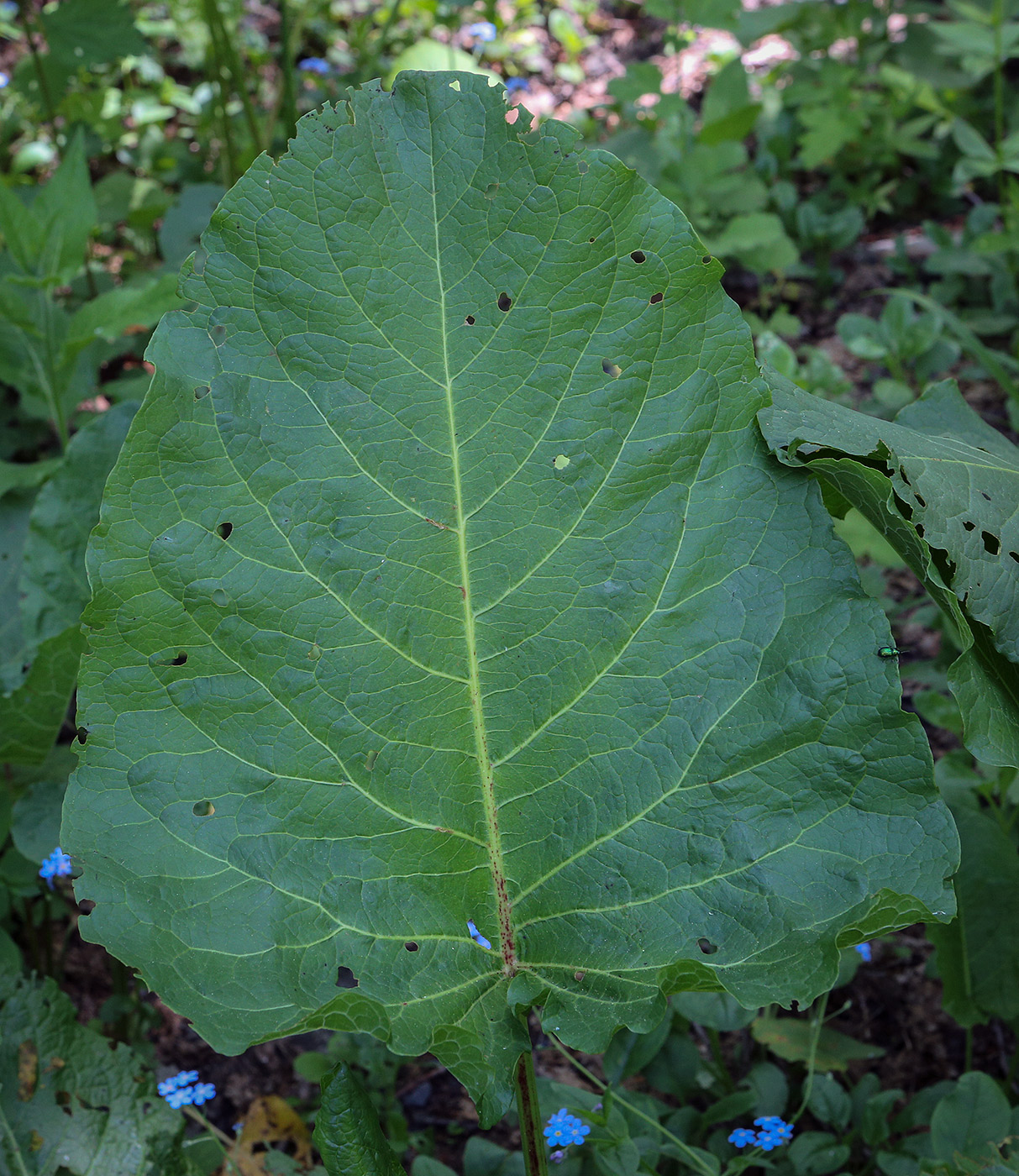 Image of Rumex alpinus specimen.