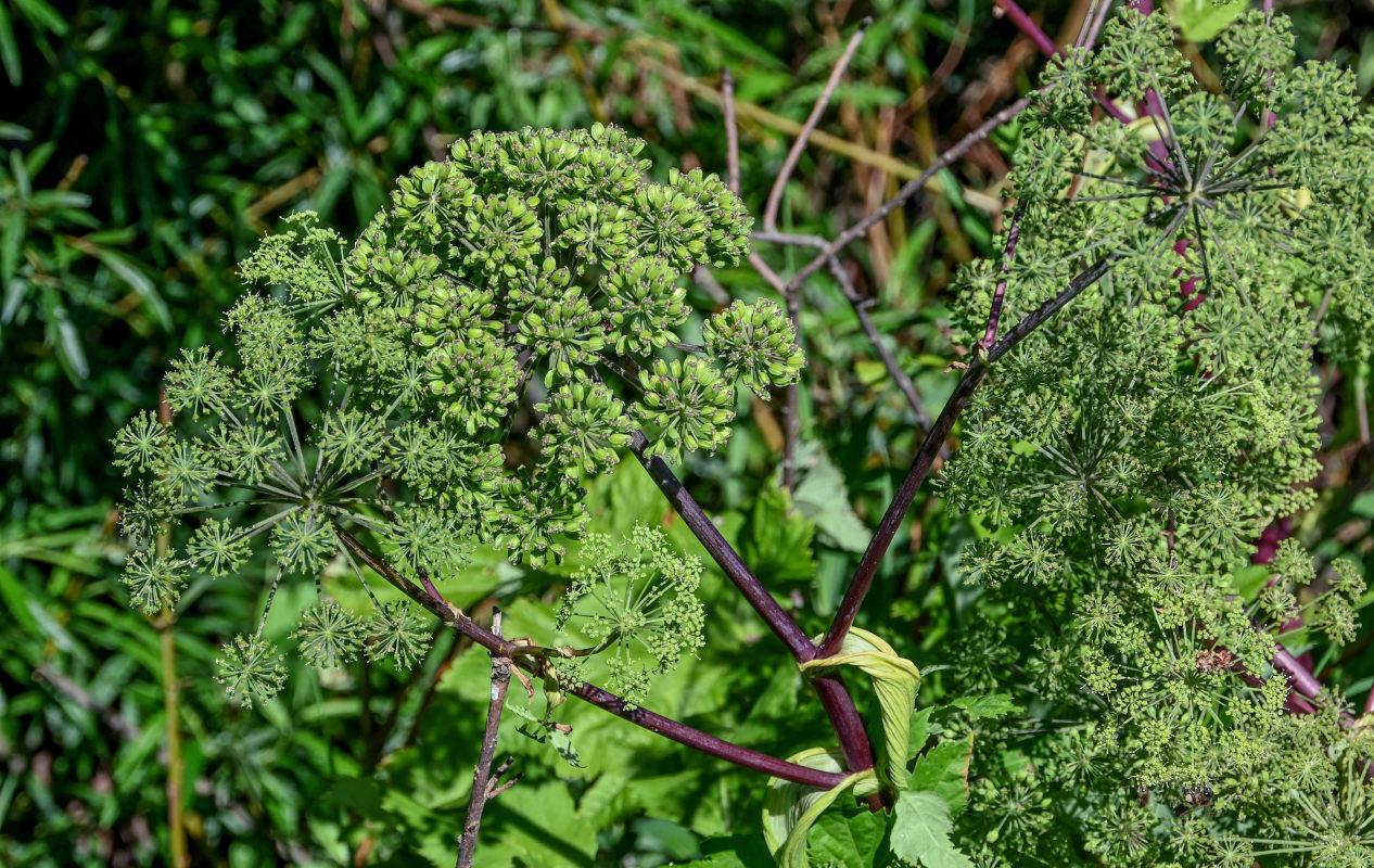 Image of Archangelica officinalis specimen.
