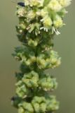 Reseda luteola