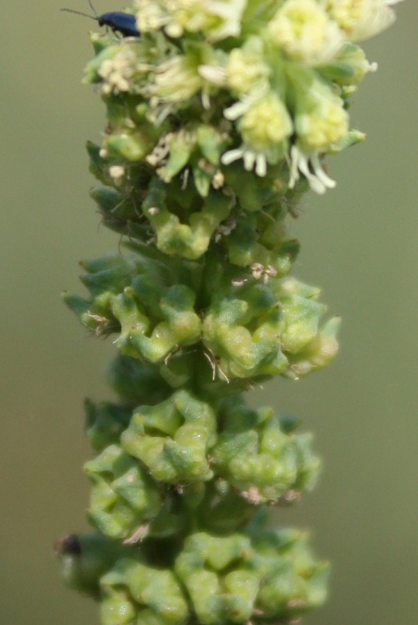 Image of Reseda luteola specimen.