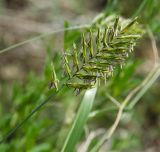 Agropyron pectinatum. Соцветие. Башкортостан, Стерлитамакский р-н, середина склона шихана Юрактау, каменистое местообитание. 8 июня 2025 г.