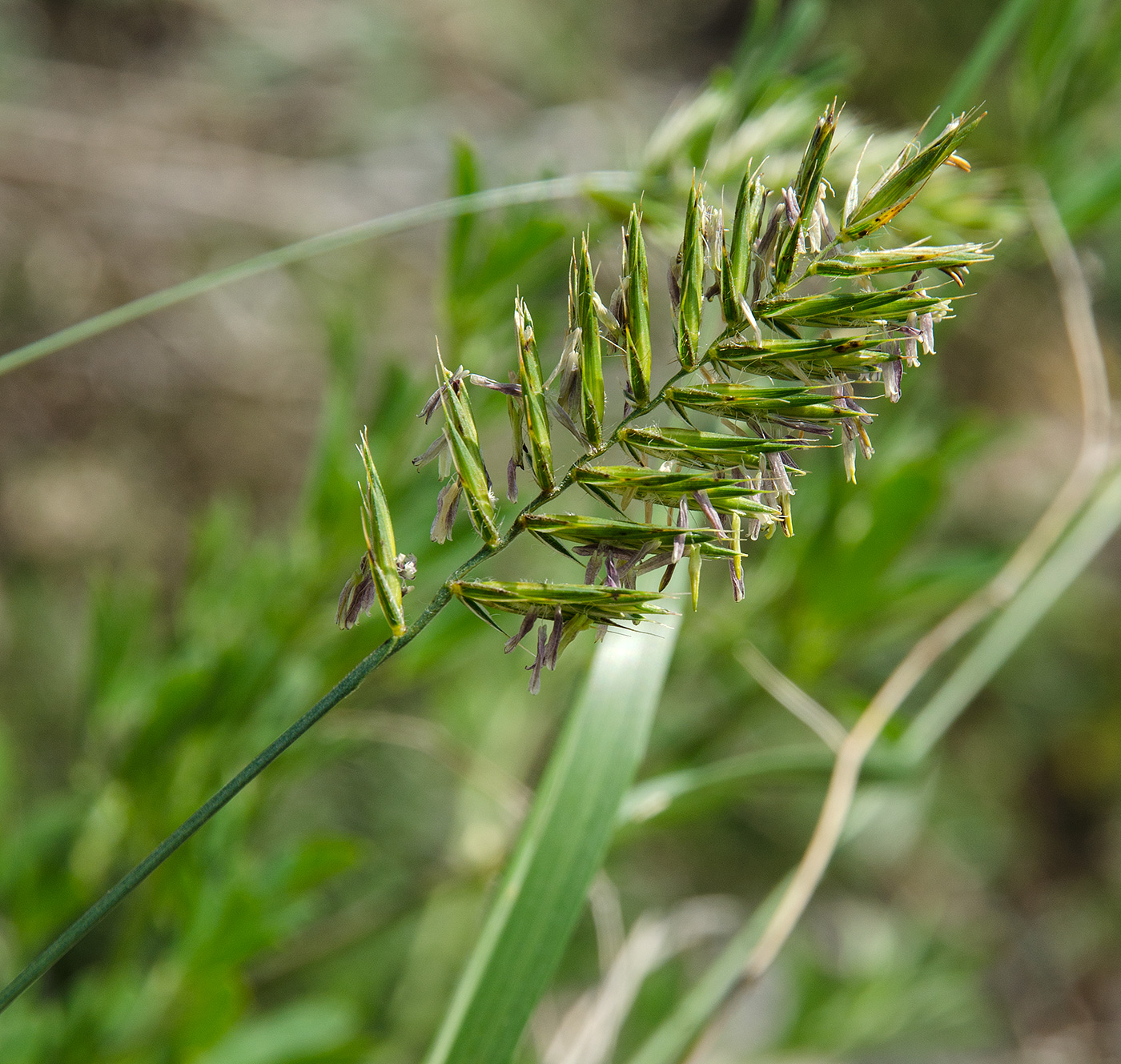 Image of Agropyron pectinatum specimen.