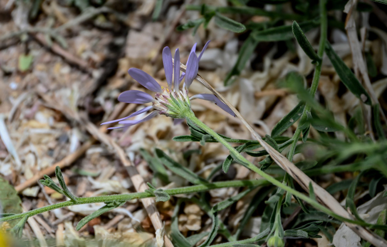 Изображение особи Heteropappus altaicus.