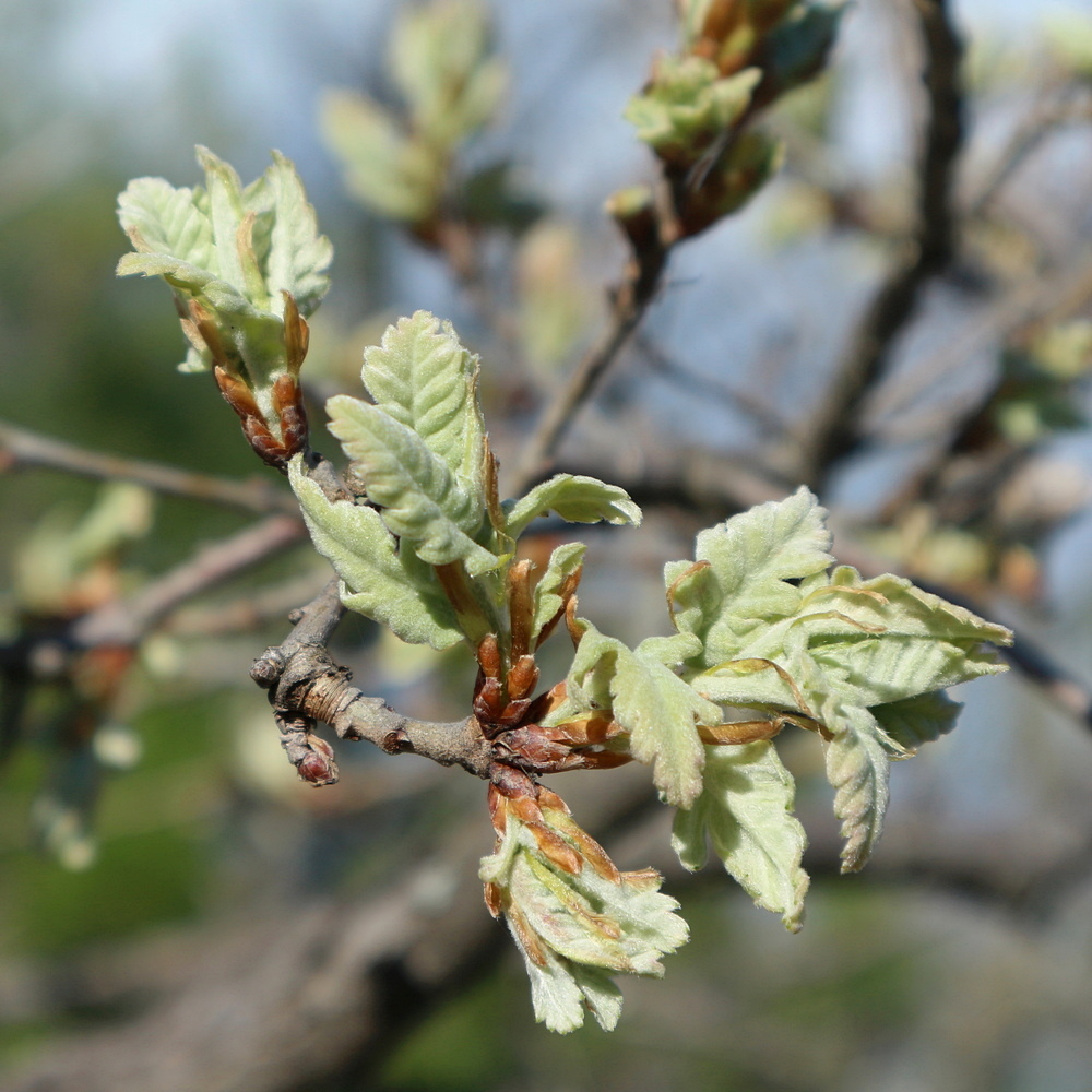 Изображение особи род Quercus.