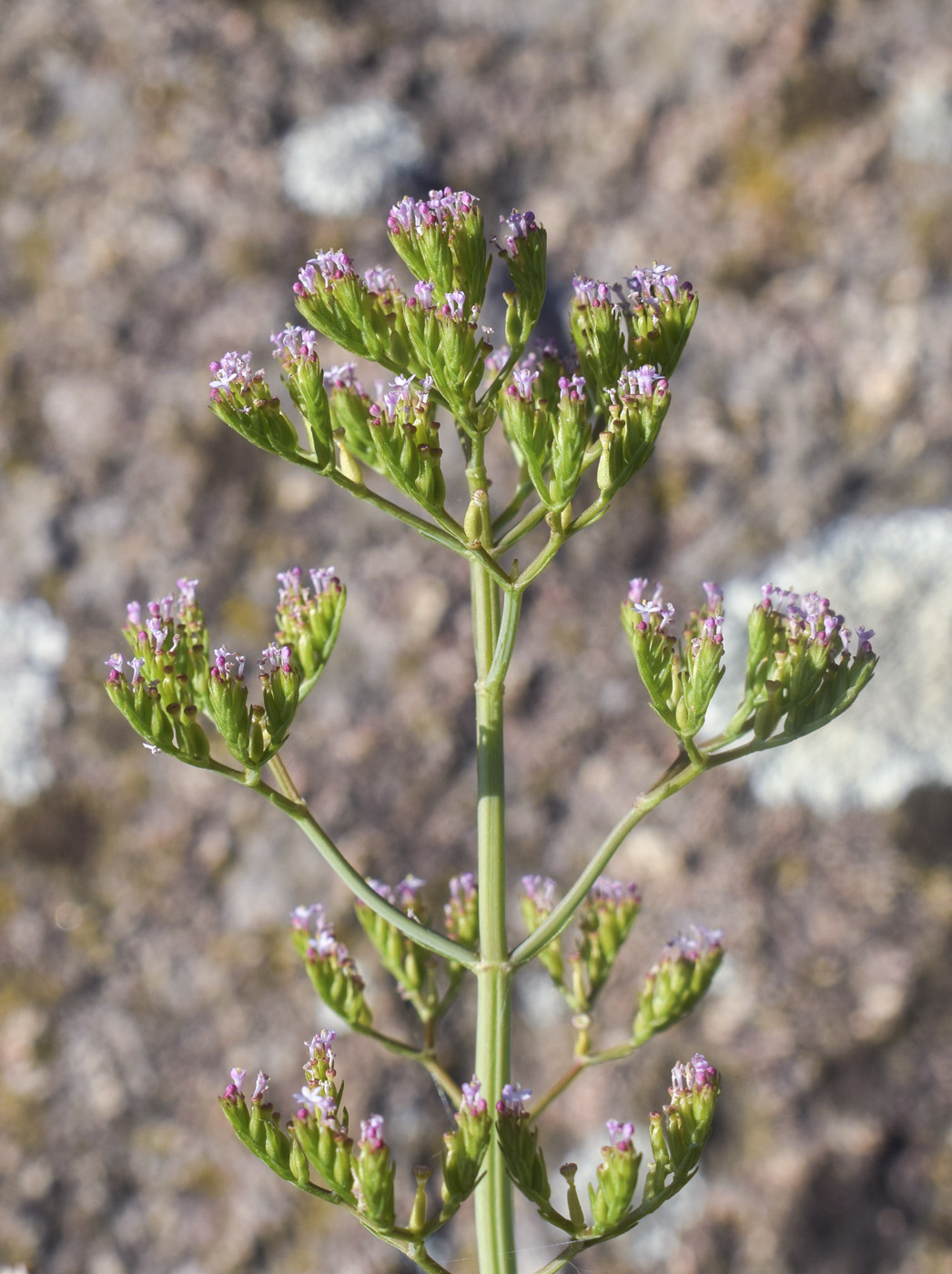 Image of Centranthus calcitrapae specimen.