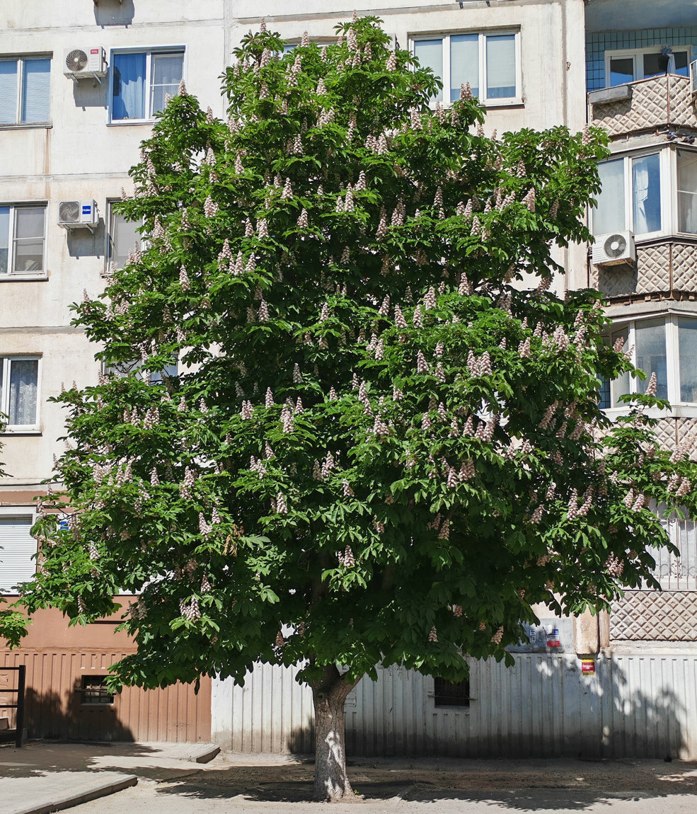 Изображение особи Aesculus hippocastanum.