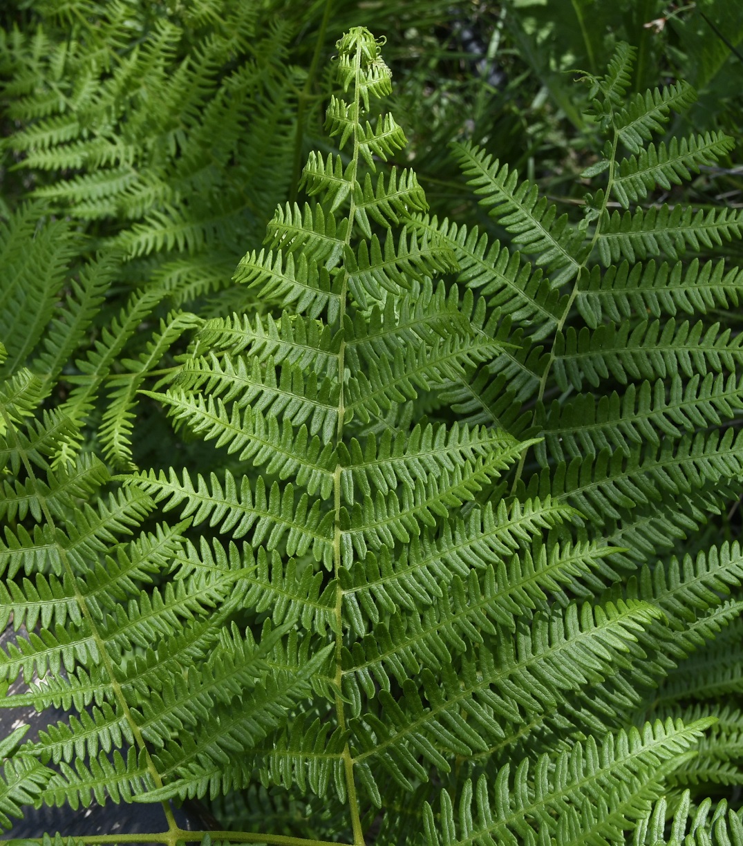 Изображение особи Pteridium aquilinum ssp. pubescens.