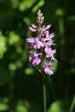 genus Dactylorhiza. Соцветие с цветками и бутонами. Ленинградская обл., Кировский р-н, пос. Дачное, в траве под деревьями. 19.06.2026.