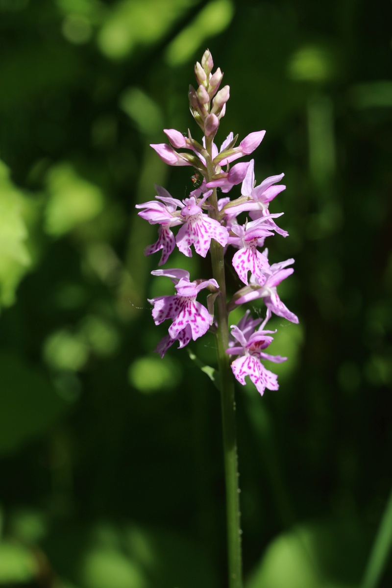 Image of genus Dactylorhiza specimen.