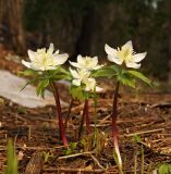 Eranthis tanhoensis. Цветущие растения. Южное побережье оз. Байкал, окр. пос. Танхой, Байкальский заповедник. 18.05.2008.